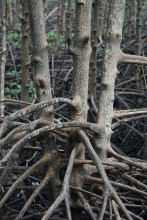 J186 - Mangrove de Khung Kraben